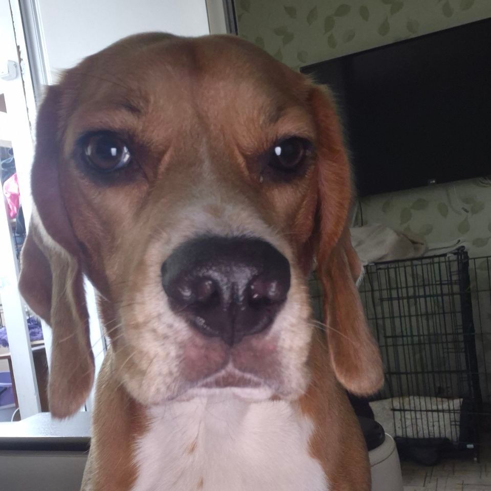 pupsyaoish