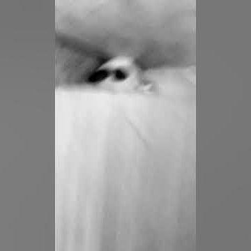 ThePijacek avatar
