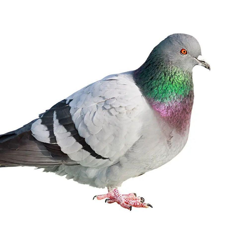 viblyadok3 avatar
