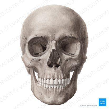 Skull0mania avatar