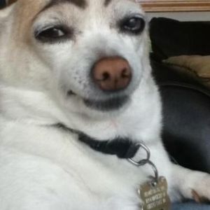 Faceit profile picture for @mandogx