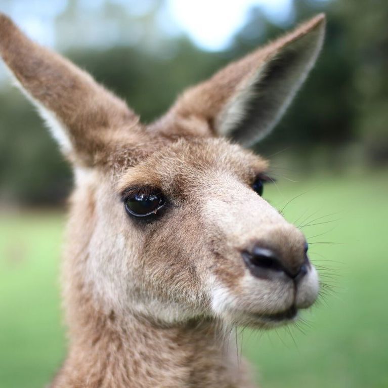 TEAM KANGAROO