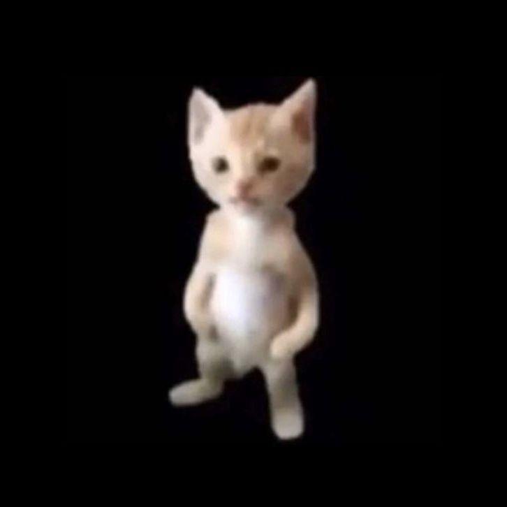 waveformeow avatar