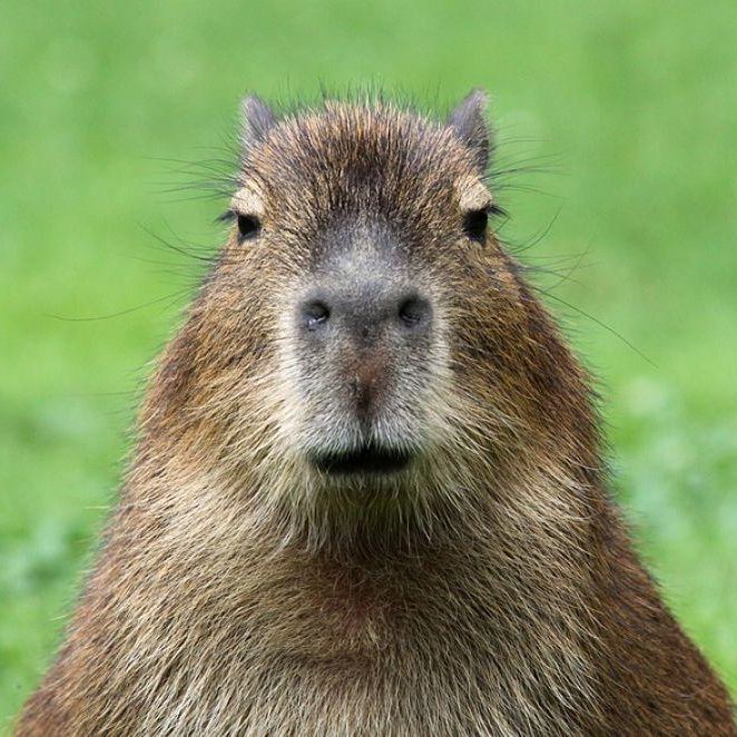 CapybaraTeam