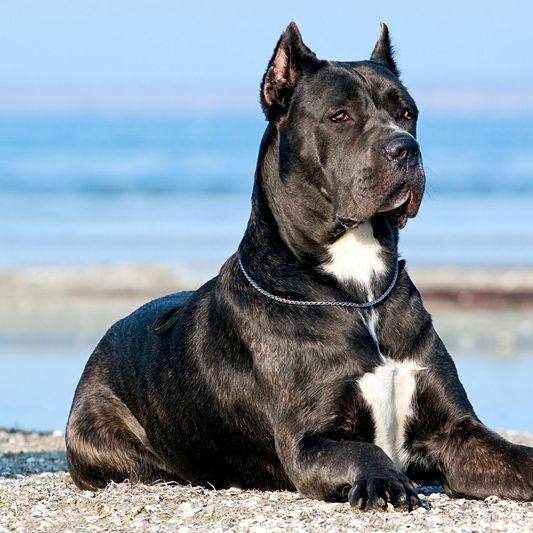 Гладкошерсті породи собак з фото: короткошерсті собаки дрібних, середніх та вели