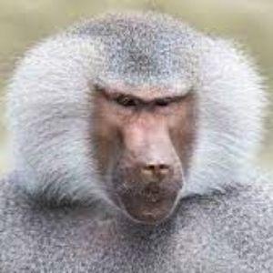 Baboon_39rus avatar