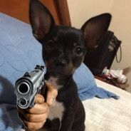 CAFEZINHO_2