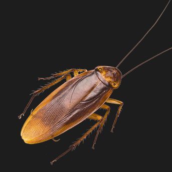 team_-Roach-