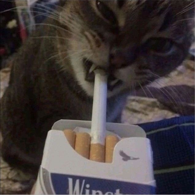 RRmeow