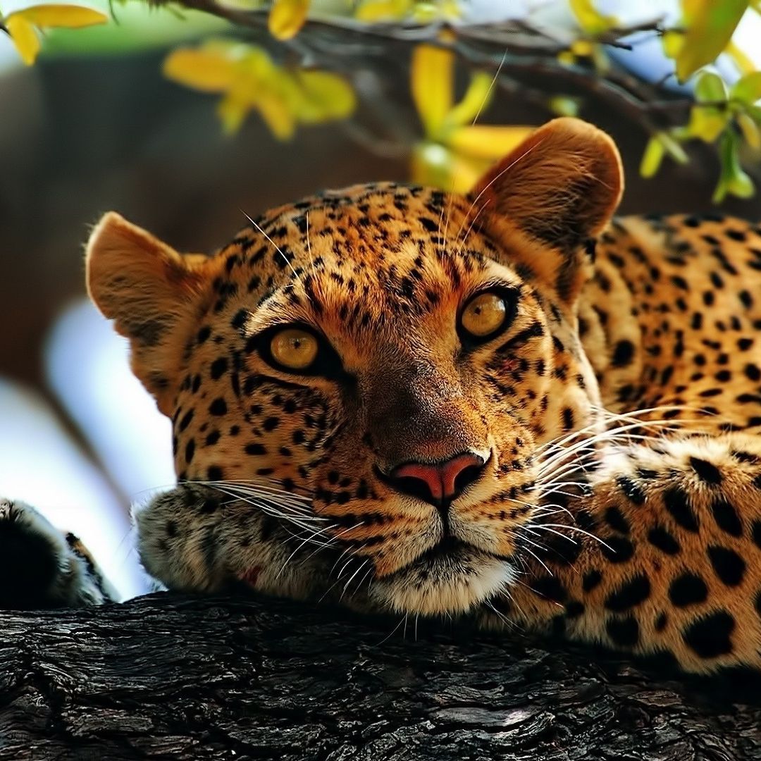---Jaguar---