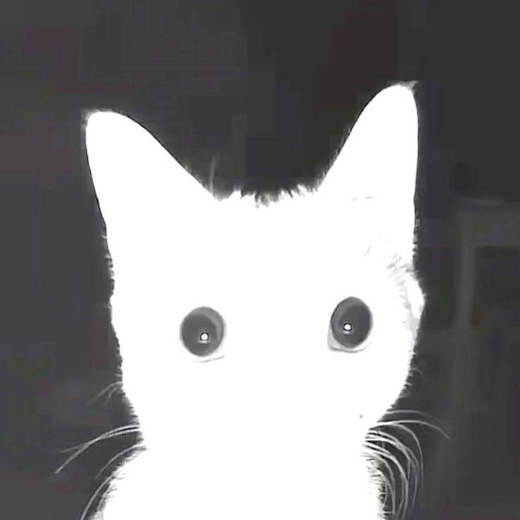 ffanyy avatar