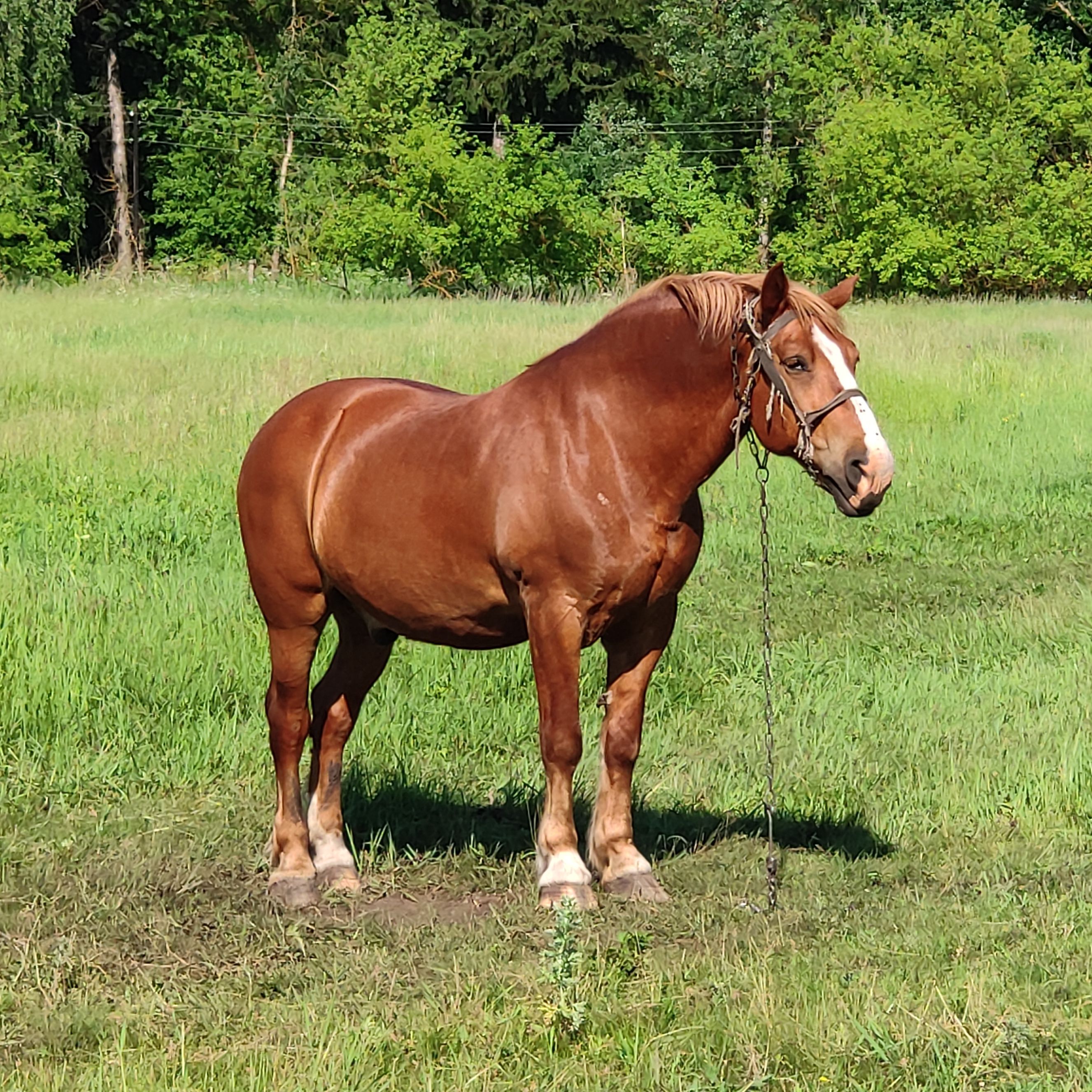 LilVaucher