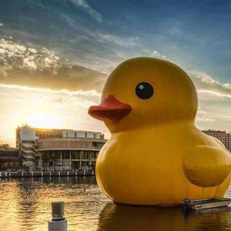 Duck Clan