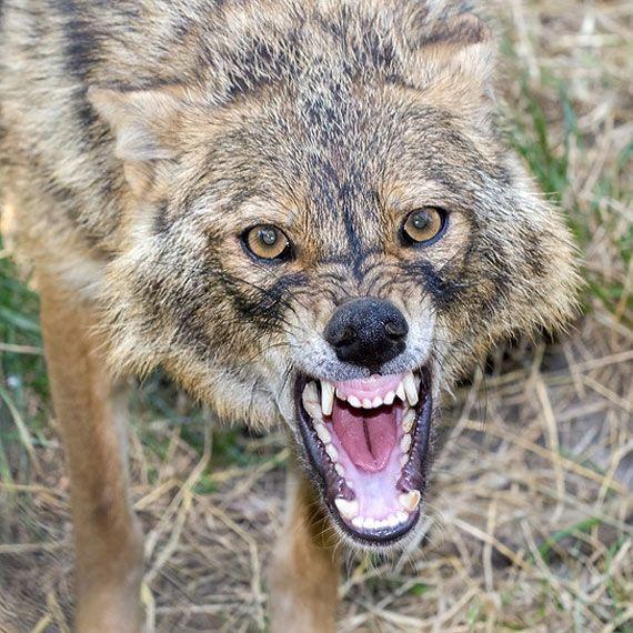 PolishJackal avatar