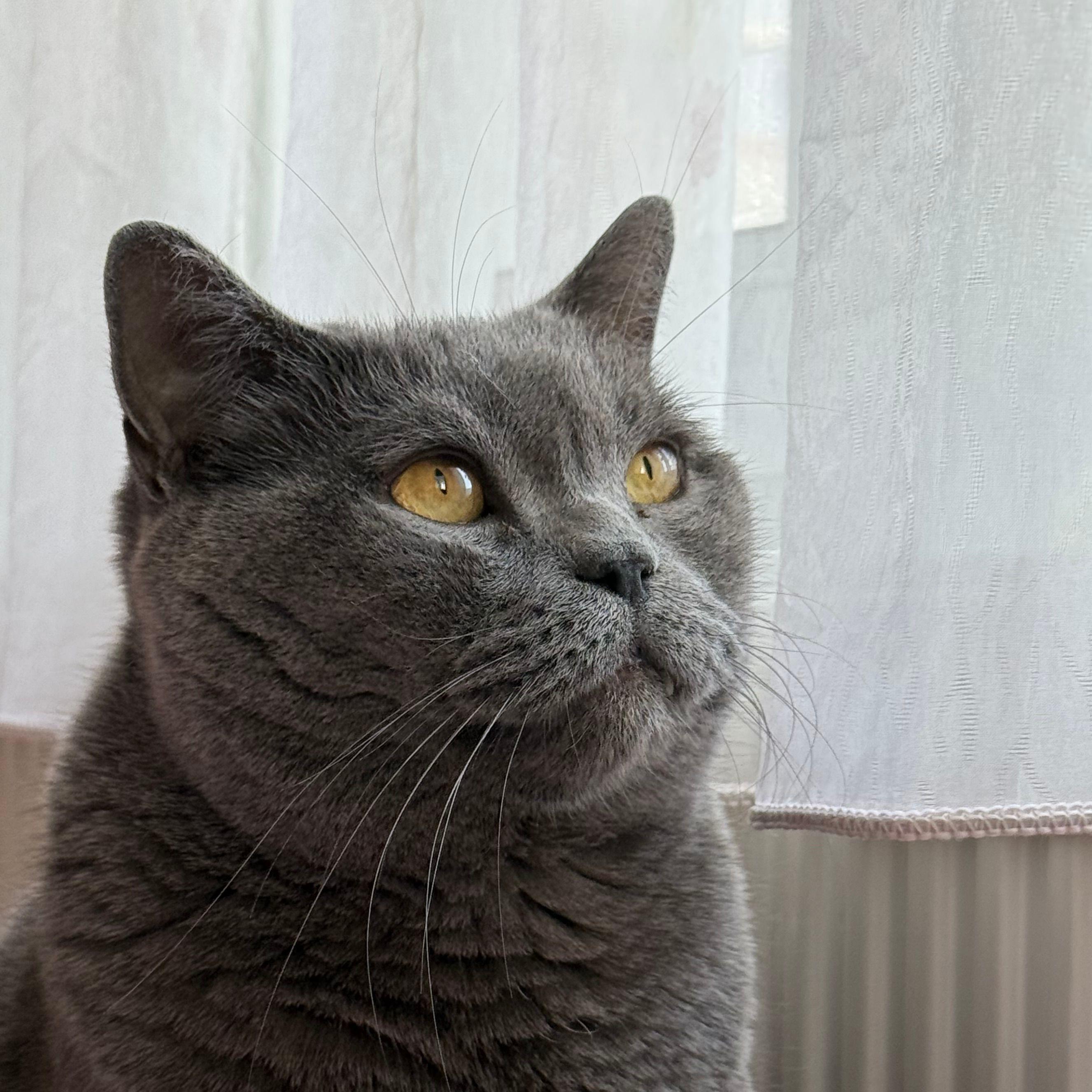 Hianya avatar