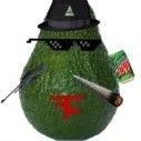 team_pro_avocado