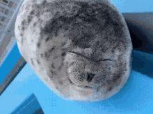 WaterDoggo avatar