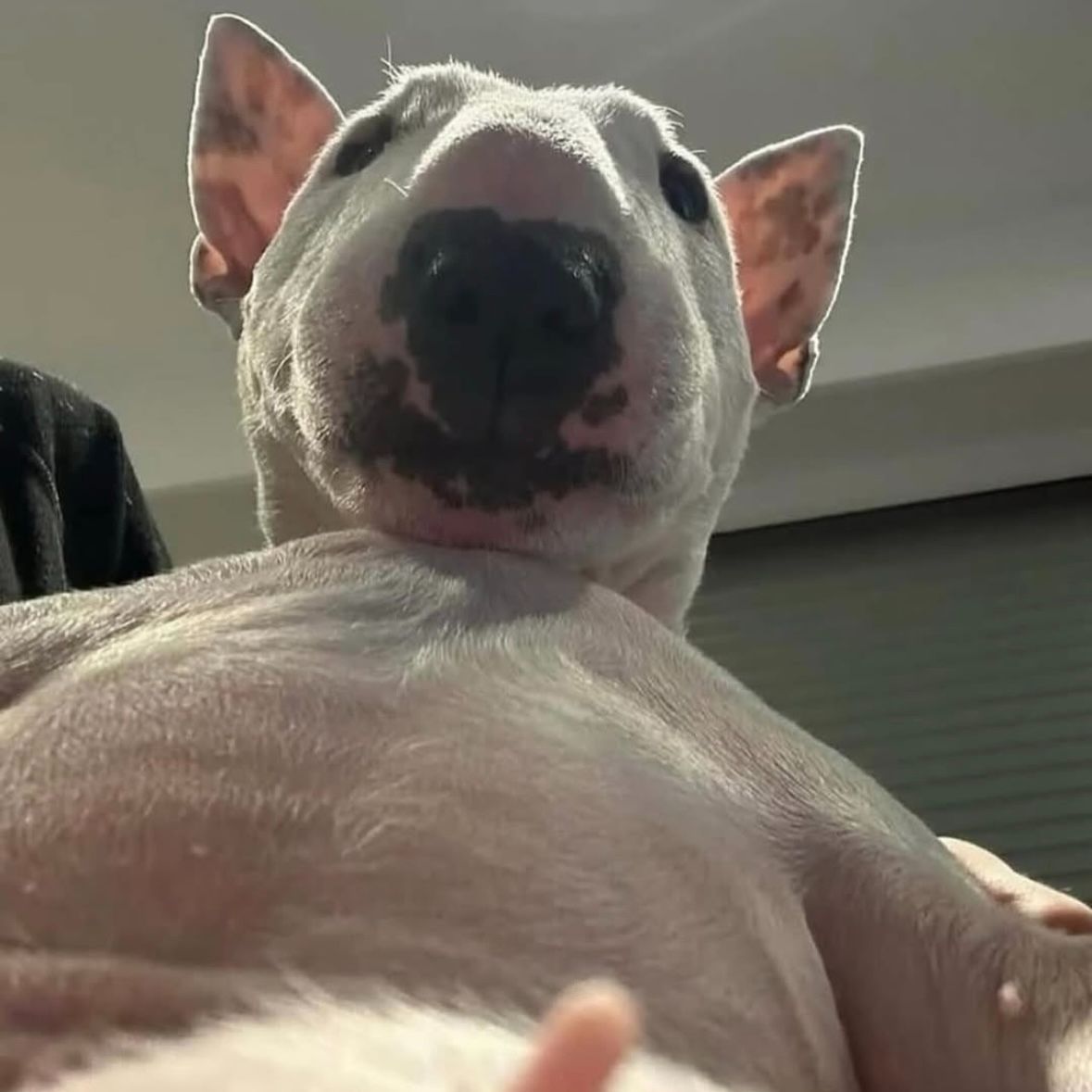 silasaur