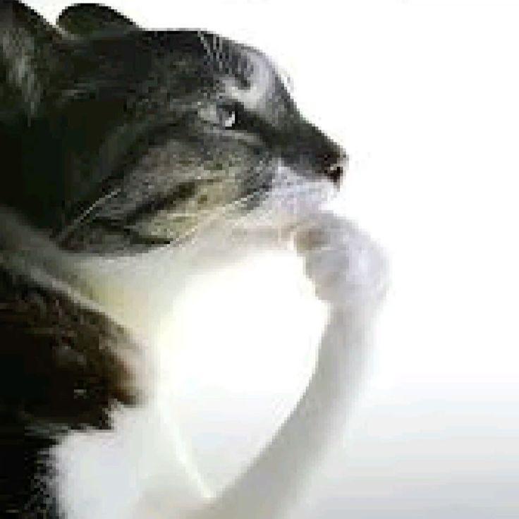 gecko100 avatar
