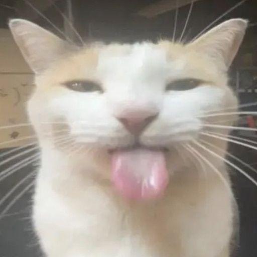 Styl1zt