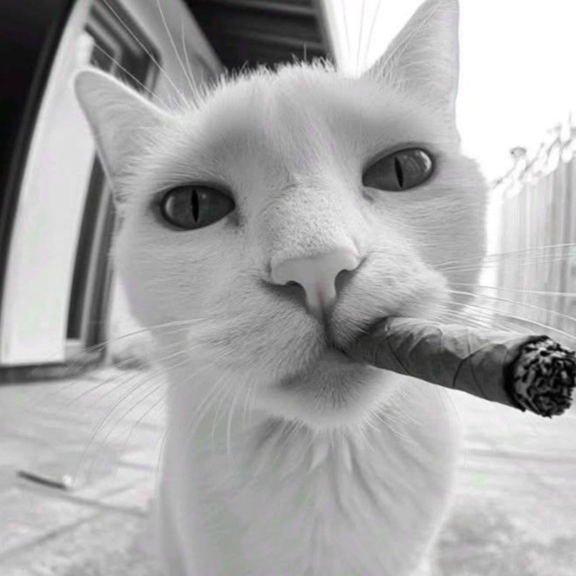 che7owek