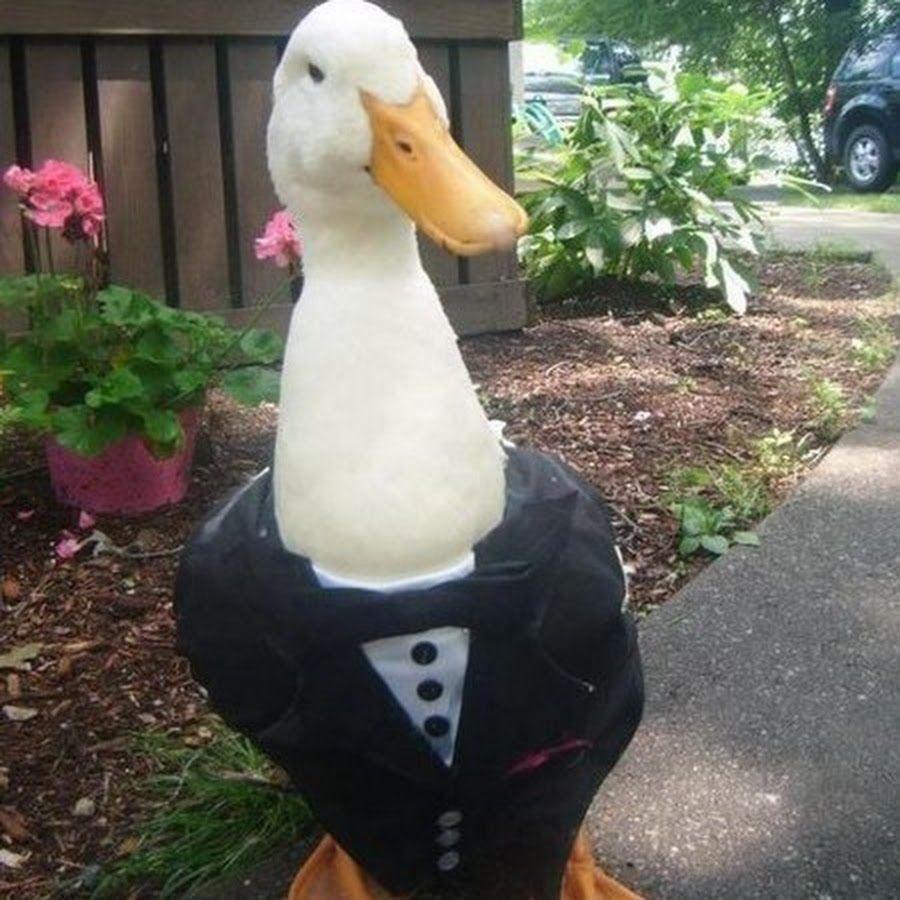 GooSe_MaN_ avatar