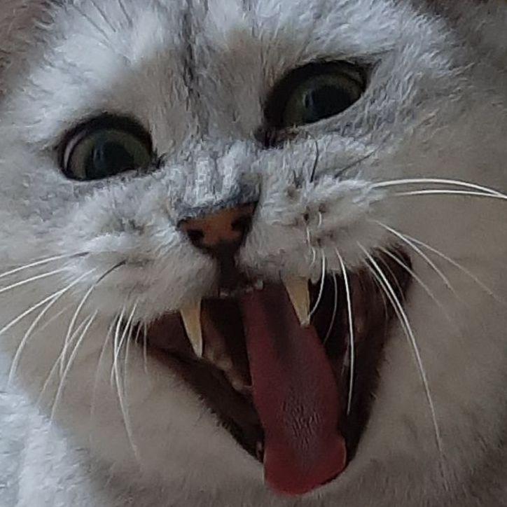 PawChicken avatar