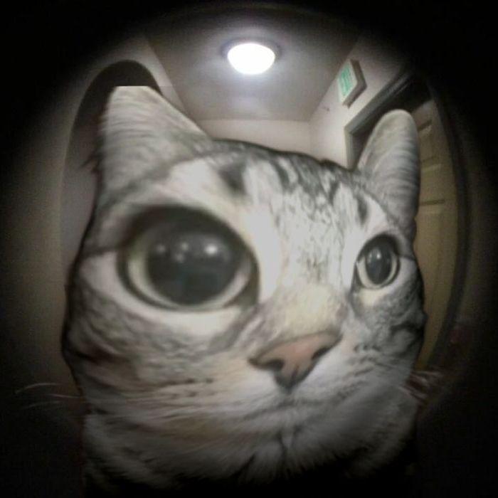 sweetcat032 avatar