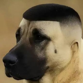jenyaj FACEIT avatar
