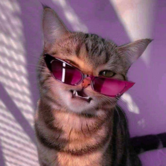 sillycat1337 avatar