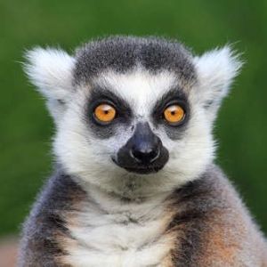 Lemurensohn7 avatar