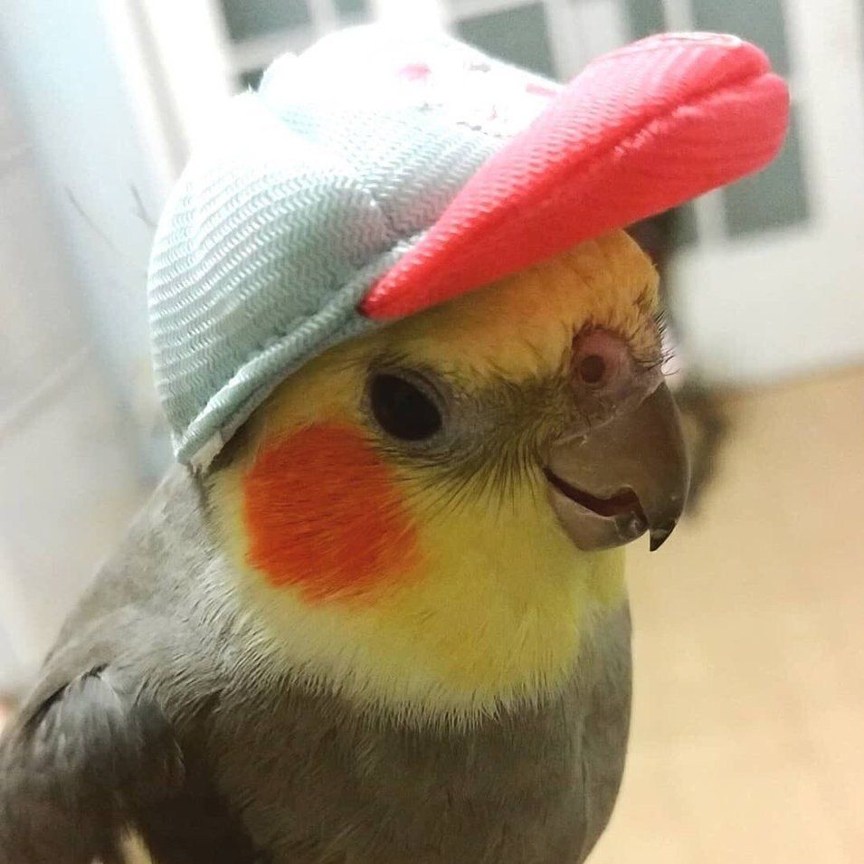 kotoroelooow