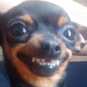 Skatttl avatar