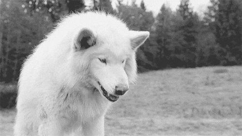 Silent_Howl avatar