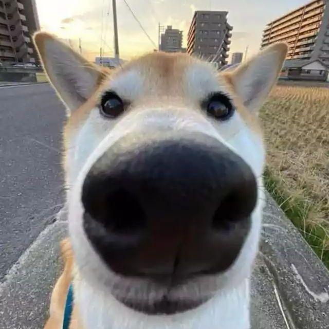 dogpeeking avatar