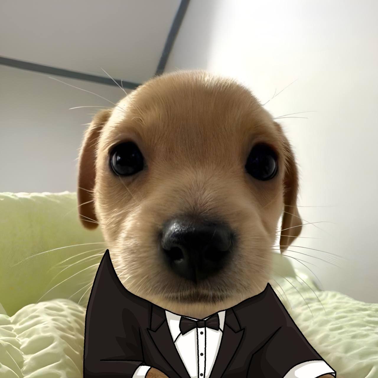 Sneed avatar