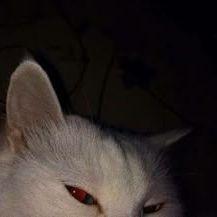 dewyus