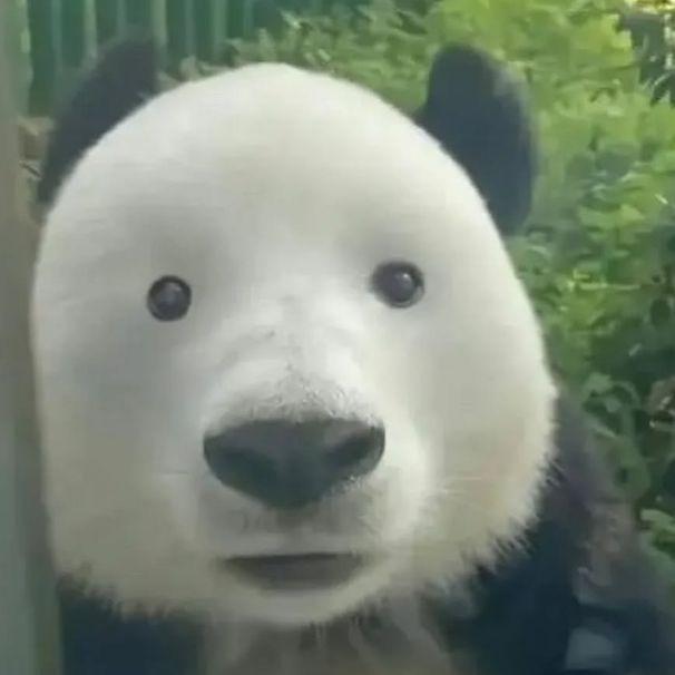 Fnowlow avatar