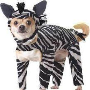 ACraftyZebra avatar