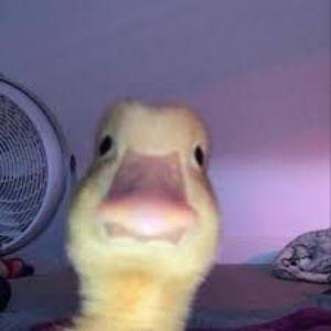 Bisk1 avatar