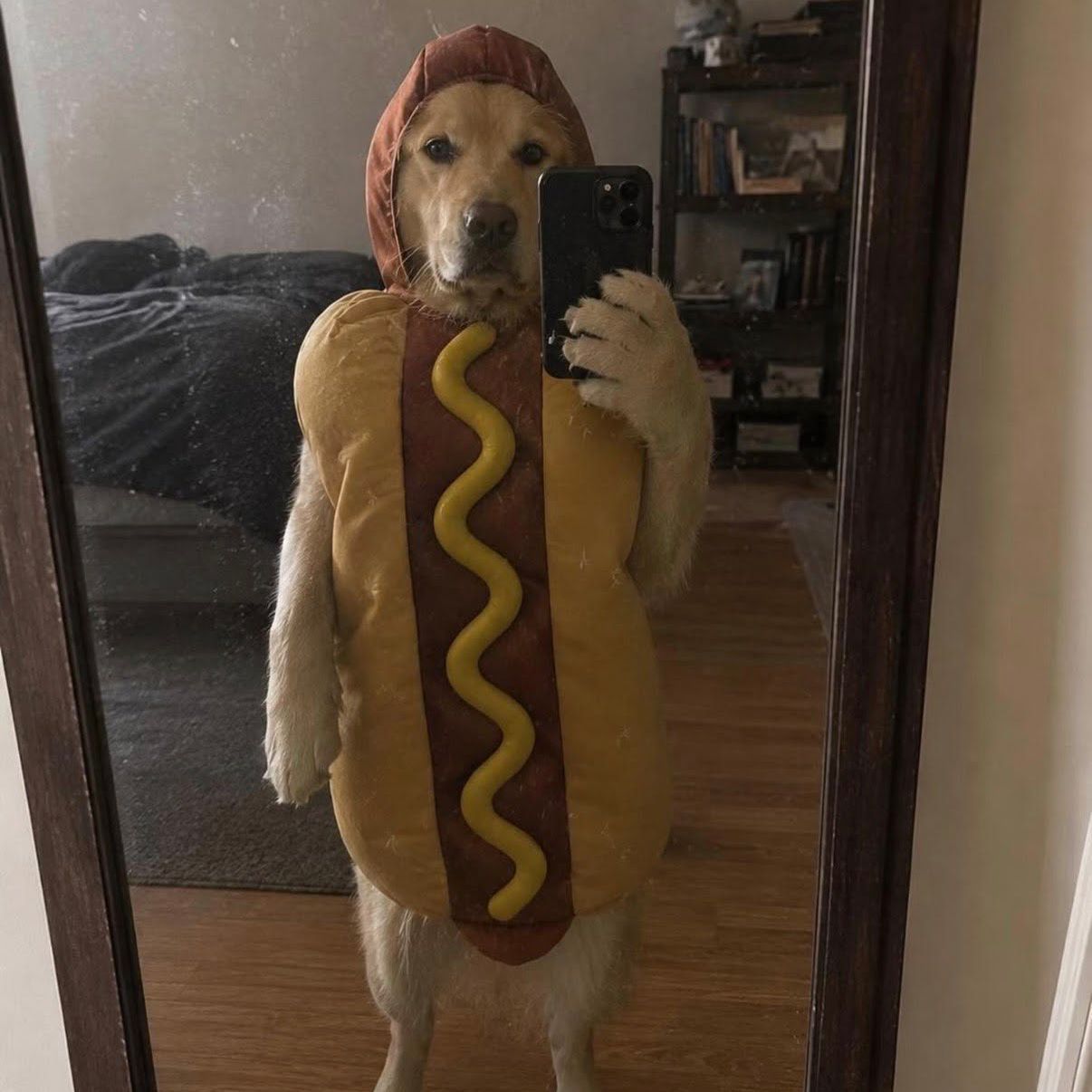 hotdog24