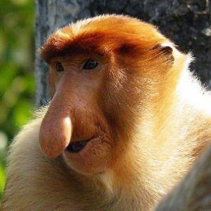 burmaldensyc avatar