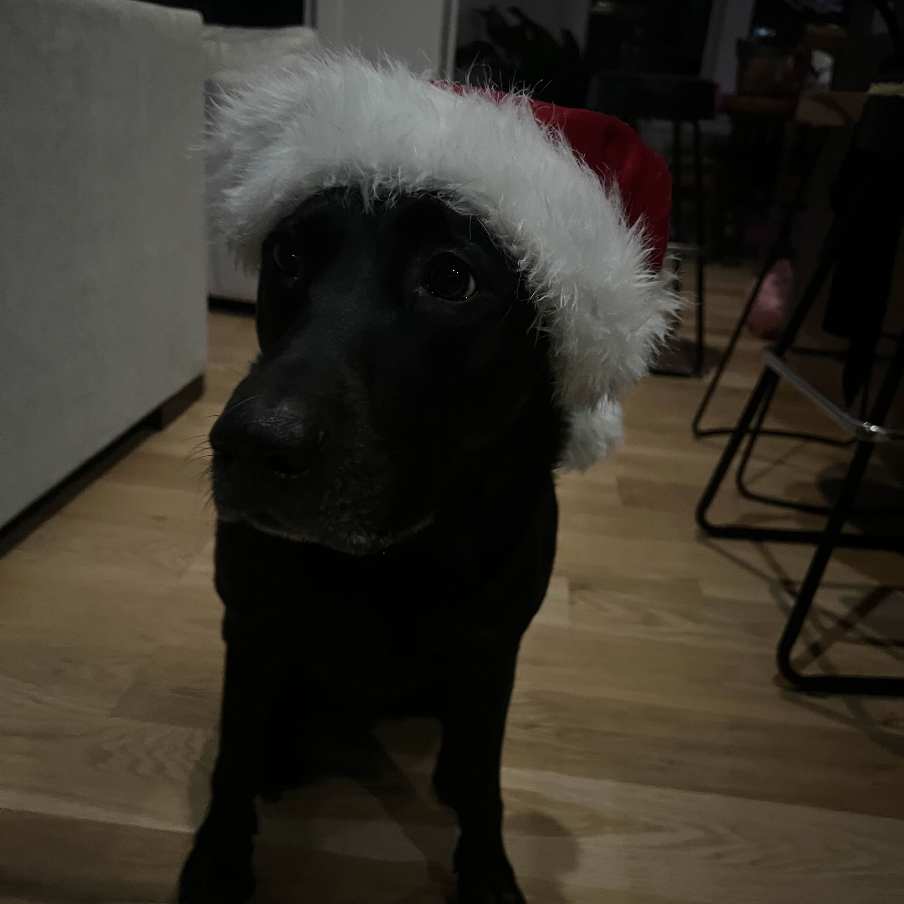 team_BlackDawg06