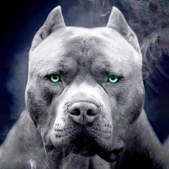 sitfkingdogs avatar