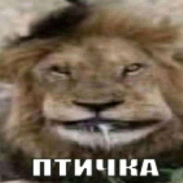 1mpyLLs avatar