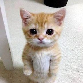 GrubbIe