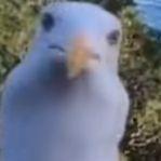 Kolek682 avatar
