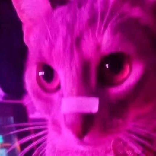PurpleBoo avatar
