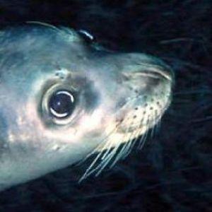 Apricot Seals