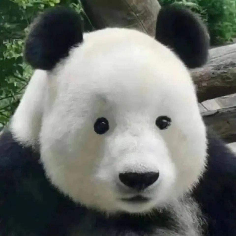 Ijpanda avatar